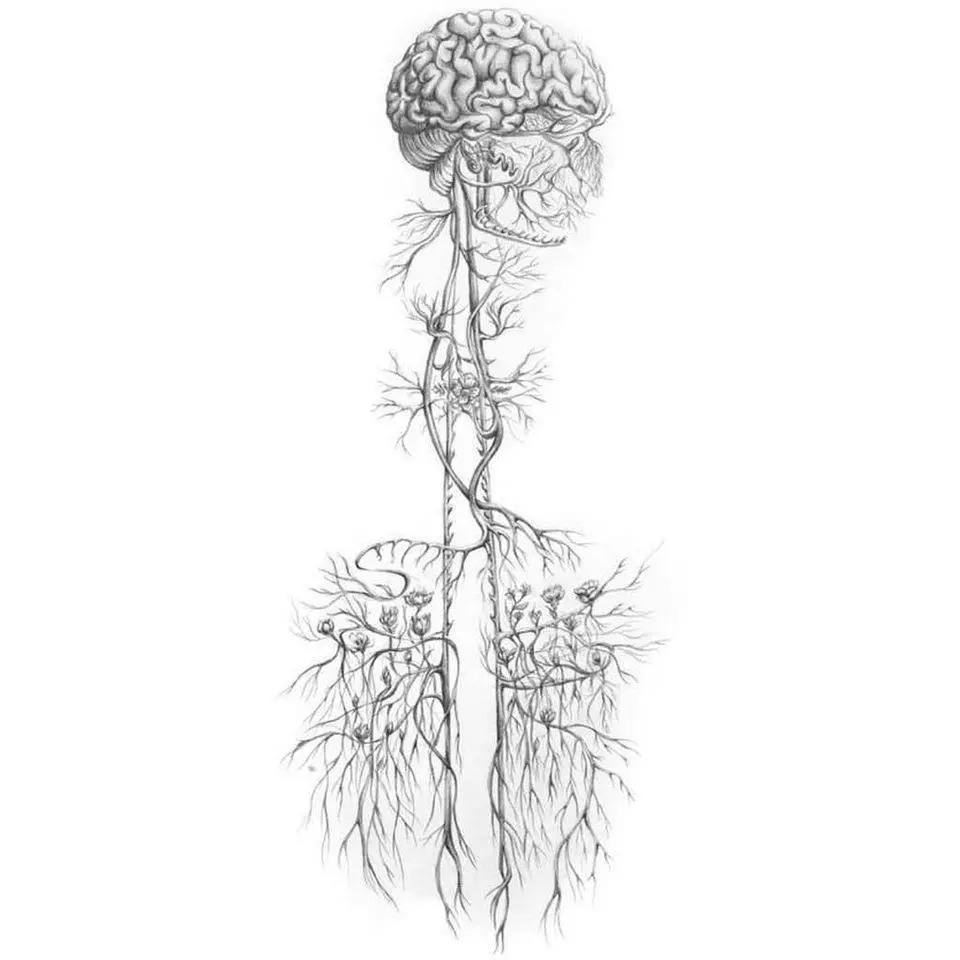 nervus-vagus nervus-vagus